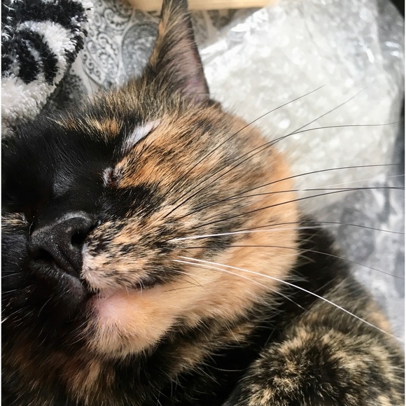 Hello! Meow! 🐾 - Picture 9 of 14